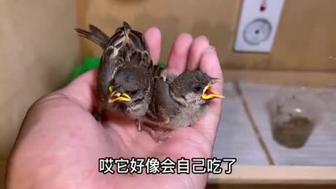 little sparrow