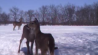 Deer Kisses