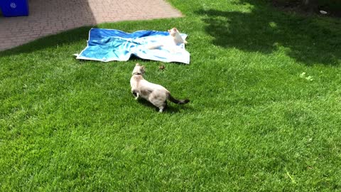 Chipmunk Plays with Furry Friends