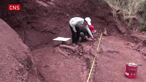 Almost intact dinosaur fossil unearthed in China