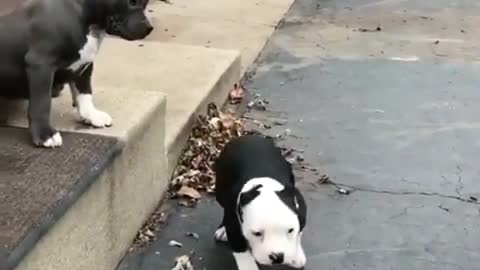 Cute puppy lover video