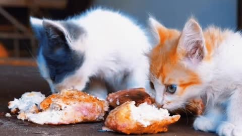 Homeless Kittens Eating On The Street