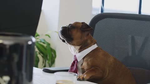 Dog working