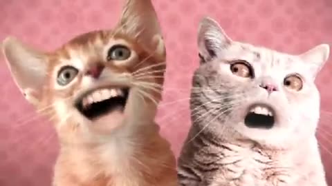 Musicjoye_ animated spoof music vidoe : numa cat