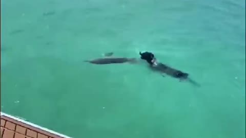 Swim with dolphins.