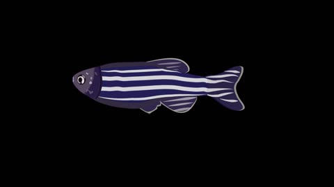 Simple flat painting animal wind zebra fish mg animation