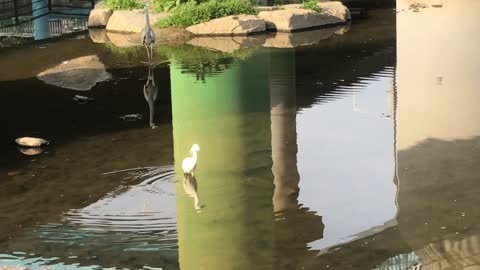 fish eating bird in a stream