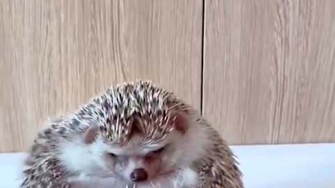 How to bathe a hedgehog 🚿 He cute tho 😘
