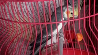 Bird nimfa scared cage