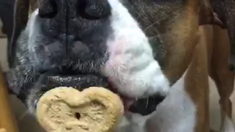 Brown dog licking kirki dog bone treat