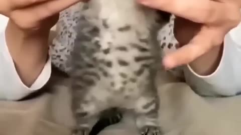 Funny cat 😺😺😺 video
