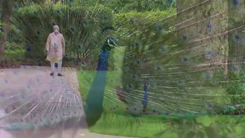 Precious moment PM Modi feeding peacock at his home