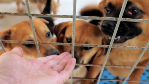 male hand petting caged stray dogs in pet shelter. People