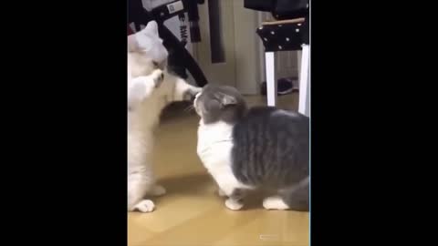 funny cat videos _ cute cats _ cat singing _ cat videos _ bachpan ka pyar dance