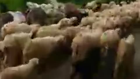 Sheep farming...