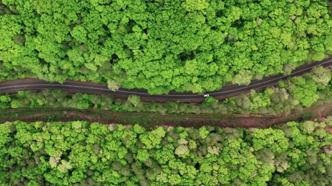 Relaxing Aerial Forest Road View