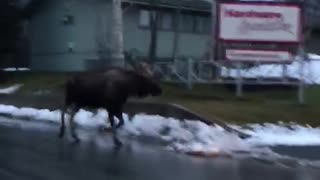 Bull Moose Follows Family