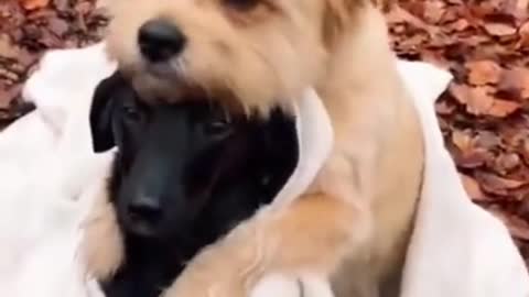 Cute dogs hugging each other #shorts