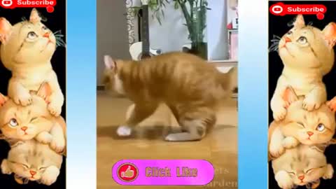 😻funny cats🐶Funny Dog-kittens-cuts-Funniest Dogs and Cats - try Not To Laugh - funny Animal - pets