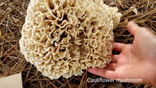 Wild mushrooms in Georgia