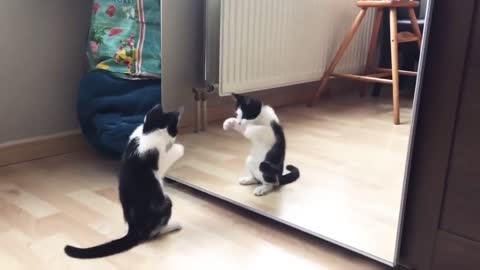 Funny cat and mirror/ 30 sec vedio