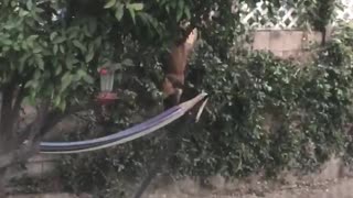 Brown backyard dog jumps up and hangs on fence