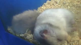 2 hamster dormindo, parecem estar com muito sono, tão fofo! [Nature & Animals]