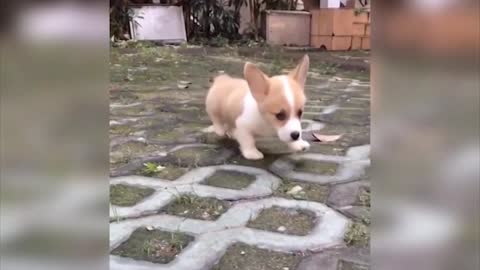 Cute Puppy Funny Puppy and Smart Dogs Compilation it's amazing