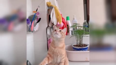 Funny And Cute Cats