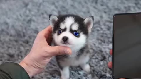 MARAVILLOSO PERRITO husky