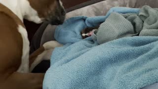 Rescued Boxer's Motherly Instincts Kick in For New Puppy