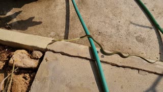 A small snake in my garden