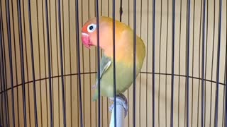 Female Lovebird