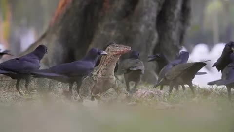 Komodo dragon Vs crows