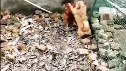 Chicken Vs Dogs Fight- Funny