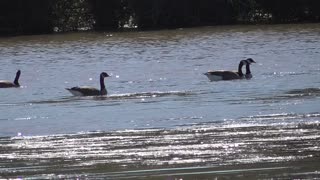 385 Toussaint Wildlife - Oak Harbor Ohio - Geese Coming To Say Goodbye