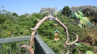 African Ringneck Parakeets and Weavers share food, Pretoria, South Africa.