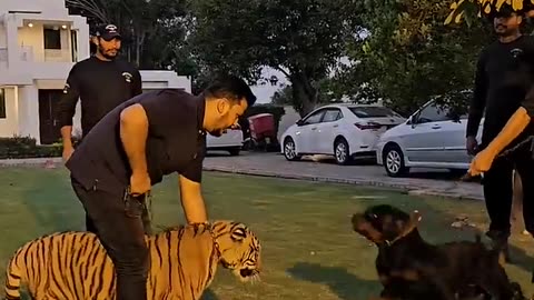 Dog wants to fight tiger