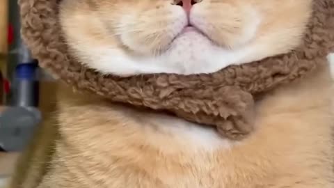 Cute Cat 🐈