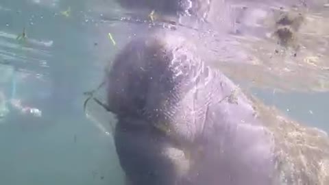 Adult Manatee (Sea Cow) Eating (Extreme Close-up!!!)
