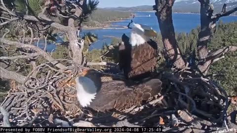 Poor Bald Eagle Refuses To Give up on Unhatched Eggs after months