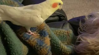 Cockatiel vs Dachshund