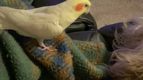 Cockatiel vs Dachshund