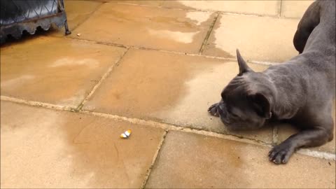 French Bulldog Fun