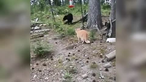 Funny Animals Сompilation 👍 Best Of The 😹 2020-2021 🤣 #10