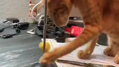 Cat plays tether ball