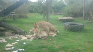 Lion playing while the other try's to hump!