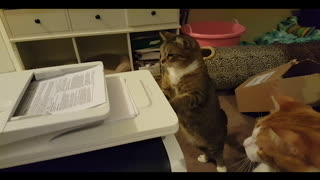 A Family Of Cats Is Fascinated By A Copy Machine