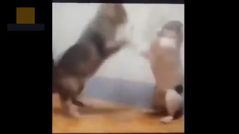 Funny Cat Video 9