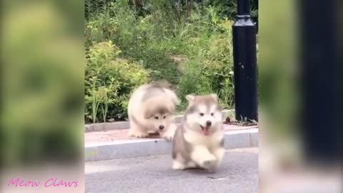 Baby Alaskan Malamute Cutest and Funniest Moments New Compilation | Try Not To Laugh